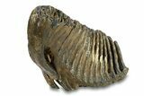 Fossil Woolly Mammoth Lower M Molar - Hungary #295844-1